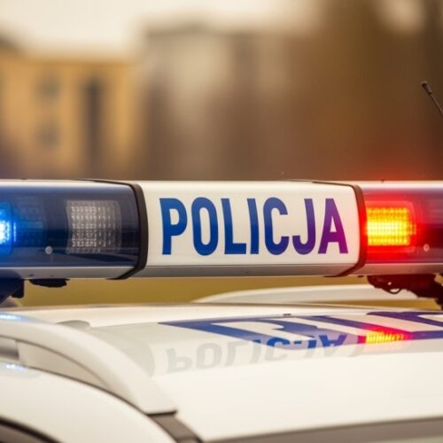 Owczarki niemieckie wracają do domu po długiej wędrówce!